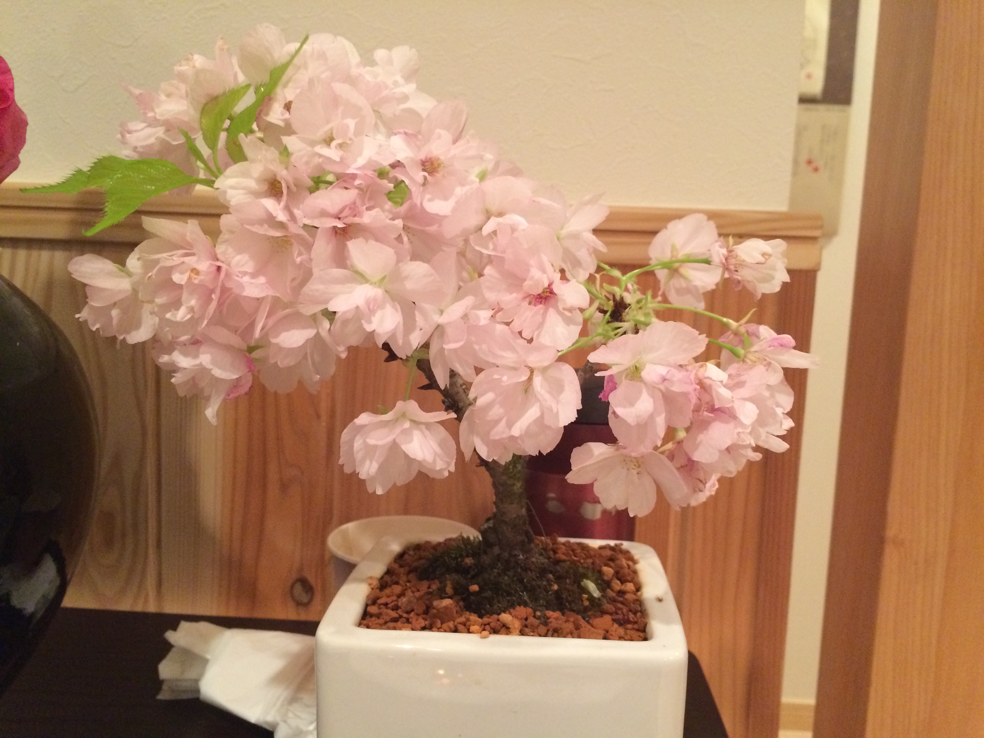 桜の盆栽と飛鳥山の桜 アロマセラピー ハーブ 久庵